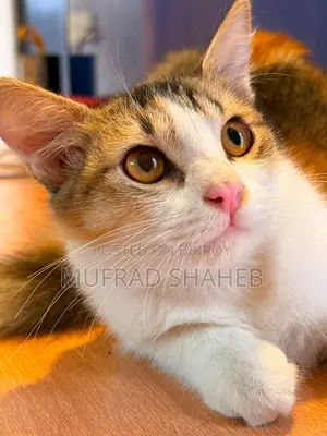 3-6 months Female Mixed Breed Persian