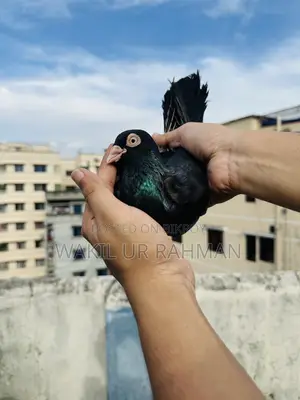 ময়না ঝাঁক মাস্টার পেয়ার