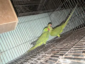 Indian Ringneck