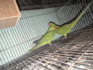 Indian Ringneck