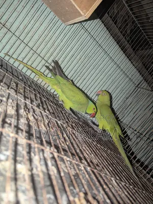 Indian Ringneck