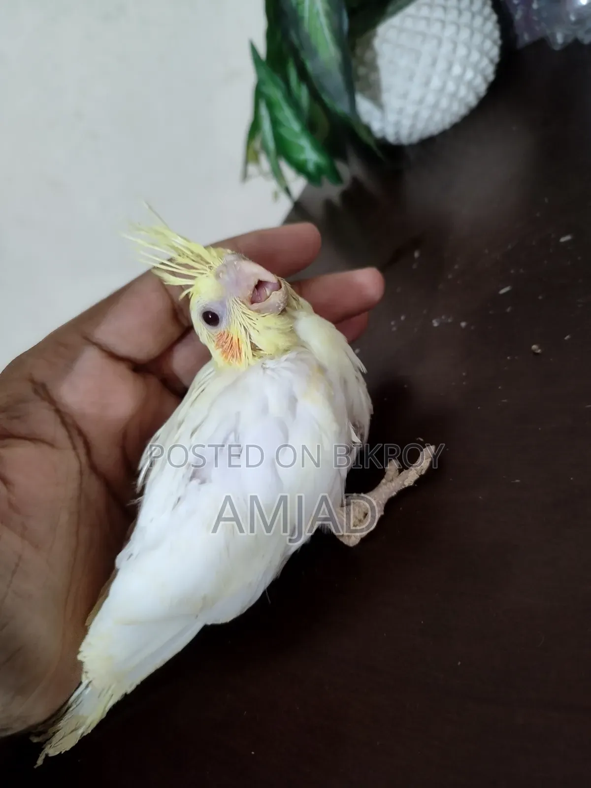 Tame Sized Baby Cockatiel