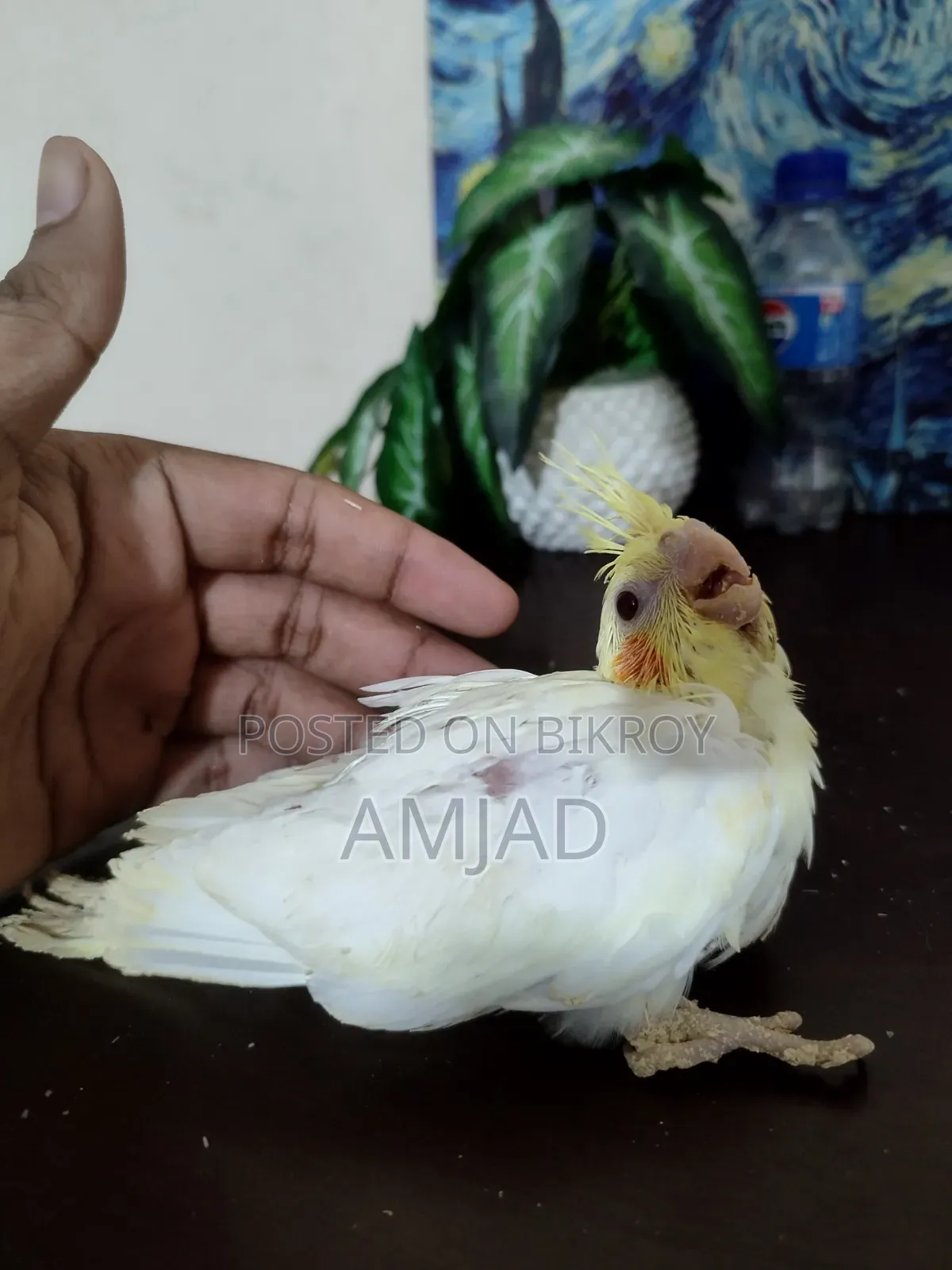 Tame Sized Baby Cockatiel