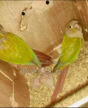 Pineapple Conure Bird