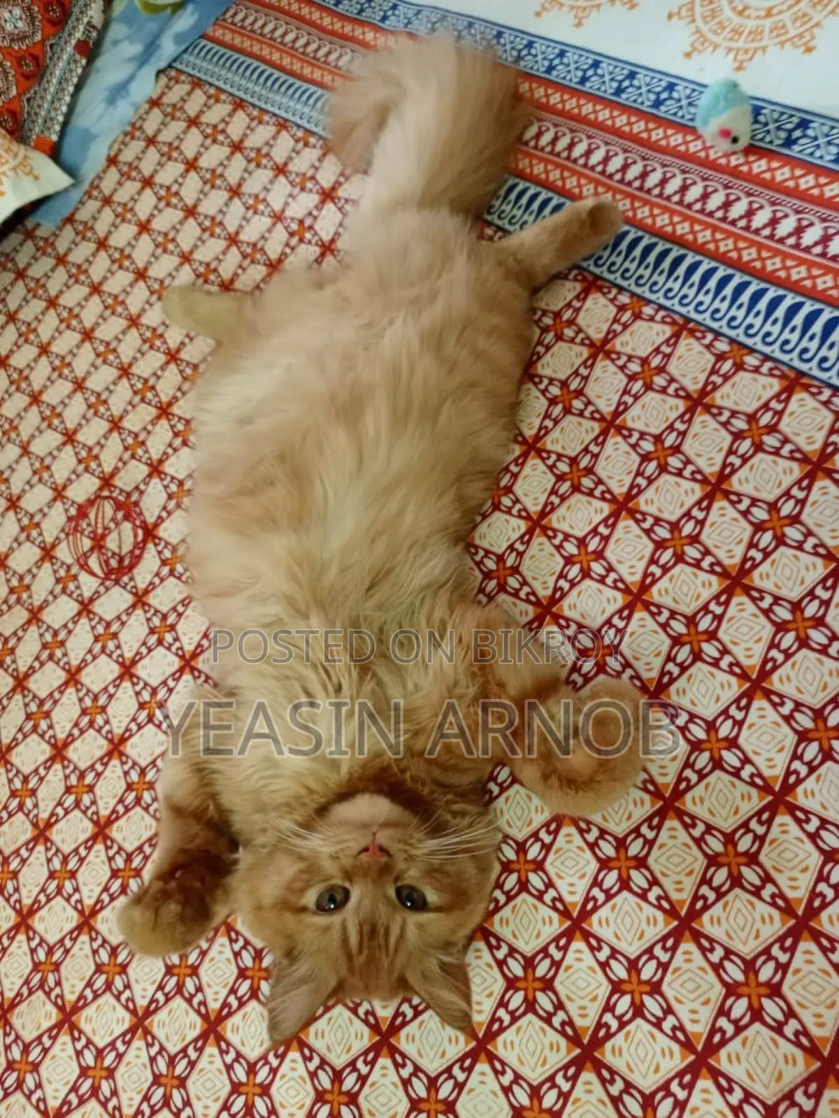1+ year Male Purebred Persian