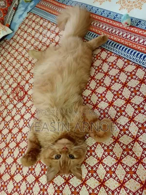 1+ year Male Purebred Persian