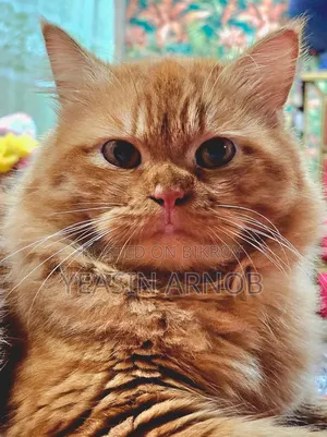 1+ year Male Purebred Persian