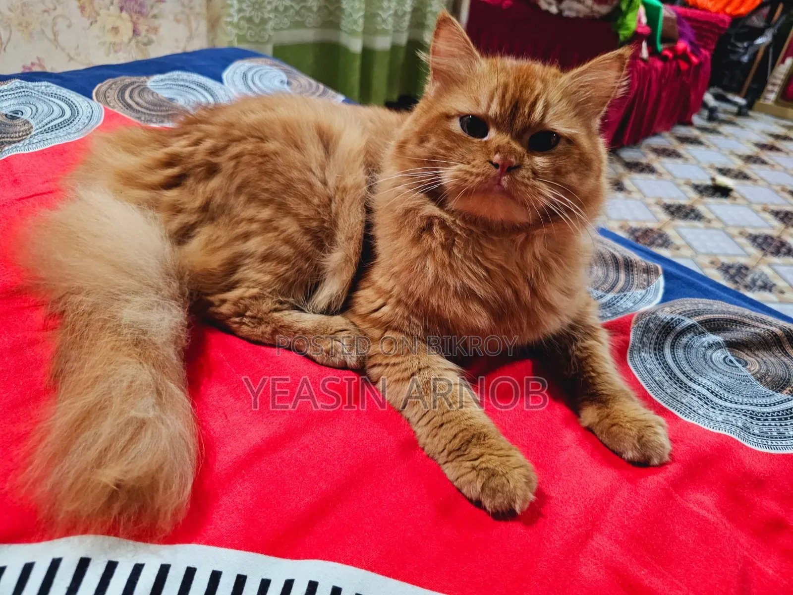 1+ year Male Purebred Persian