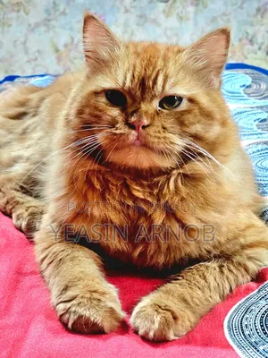 1+ year Male Purebred Persian