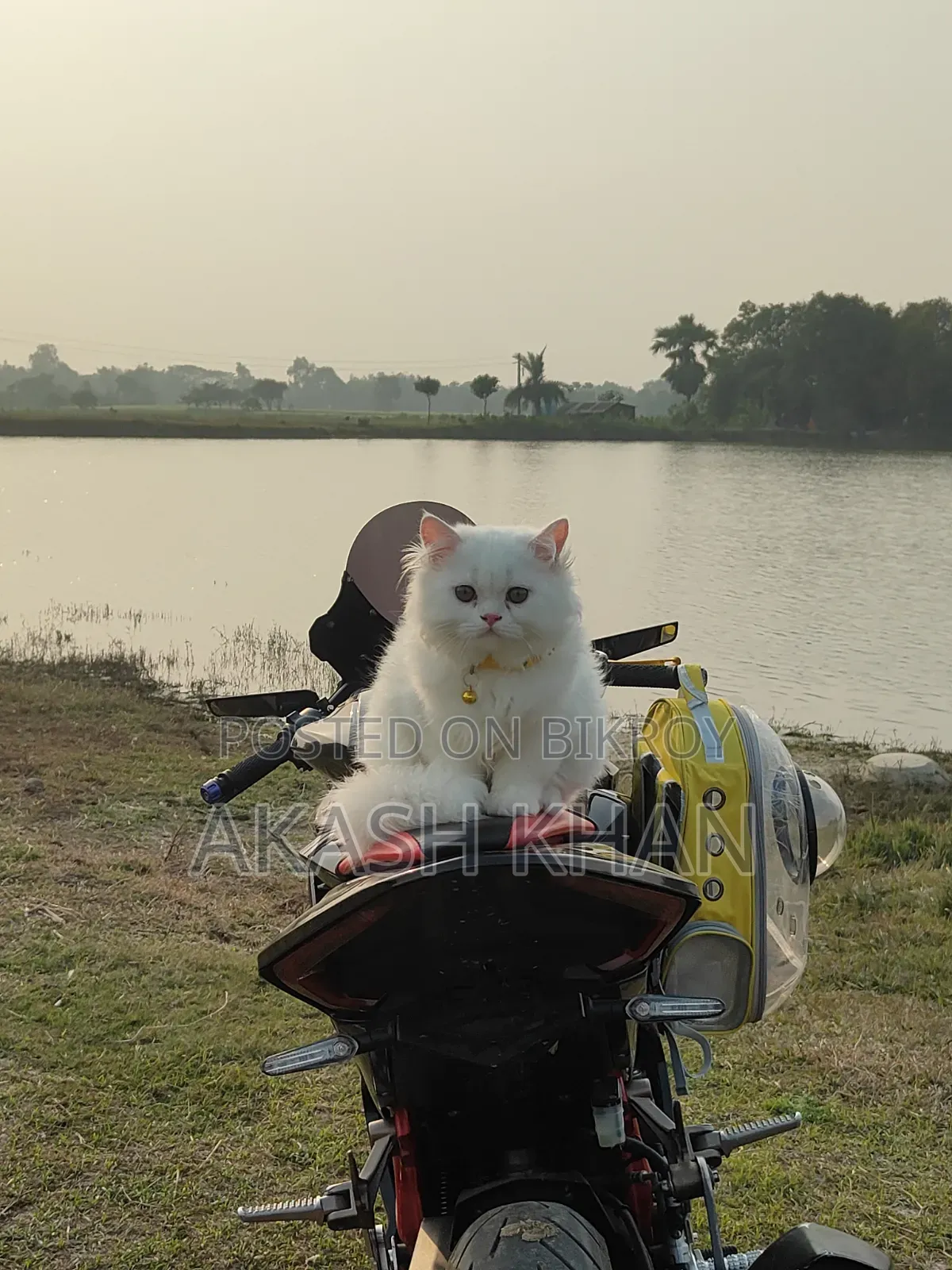 ৬-১২ মাস বয়সি মেইল পিওরব্রেড এক্সোটিক