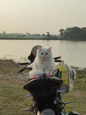 ৬-১২ মাস বয়সি মেইল পিওরব্রেড এক্সোটিক