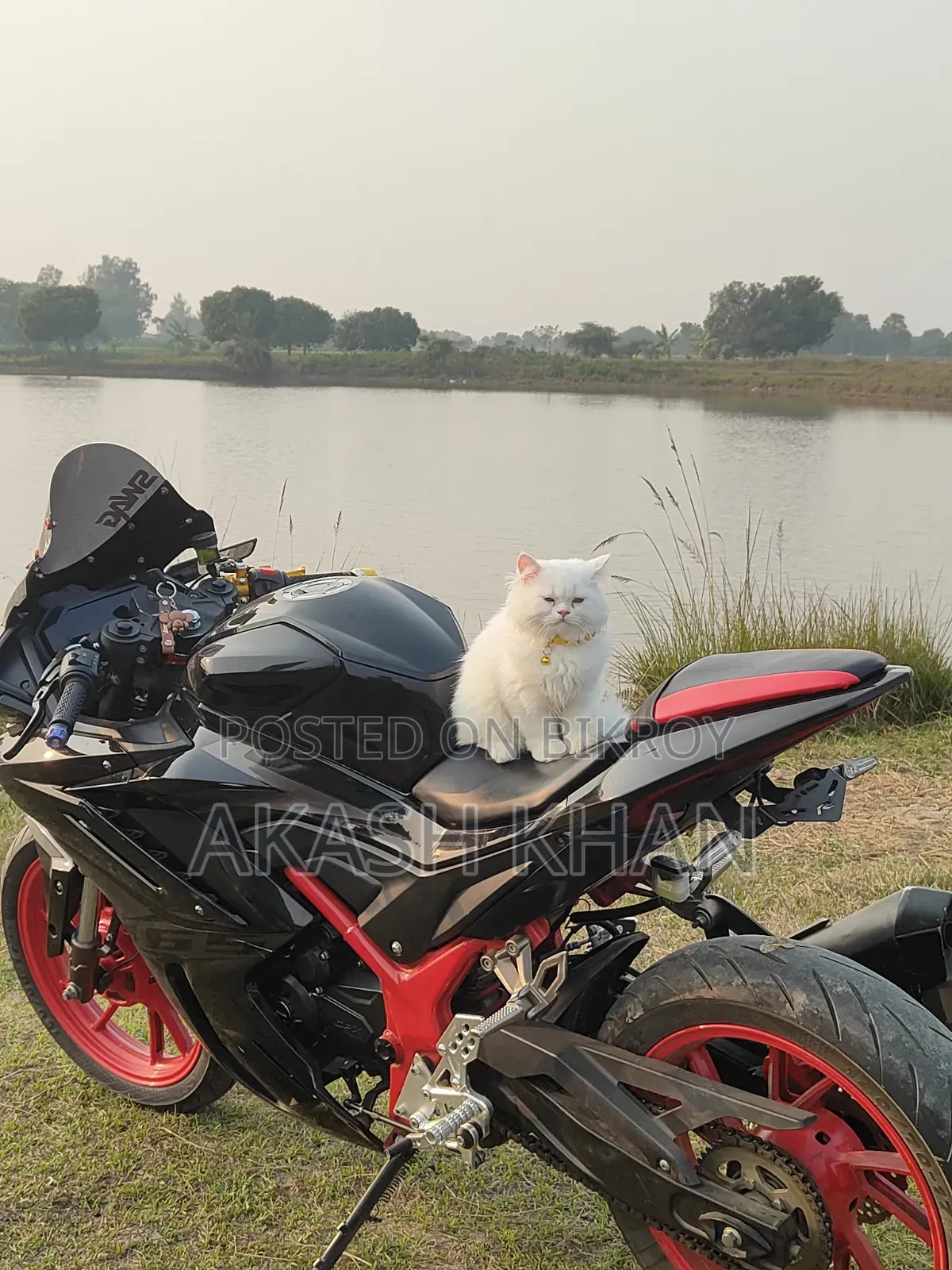 ৬-১২ মাস বয়সি মেইল পিওরব্রেড এক্সোটিক