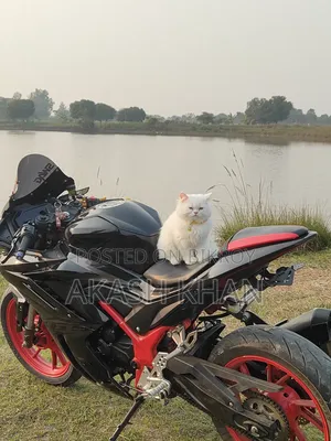 ৬-১২ মাস বয়সি মেইল পিওরব্রেড এক্সোটিক