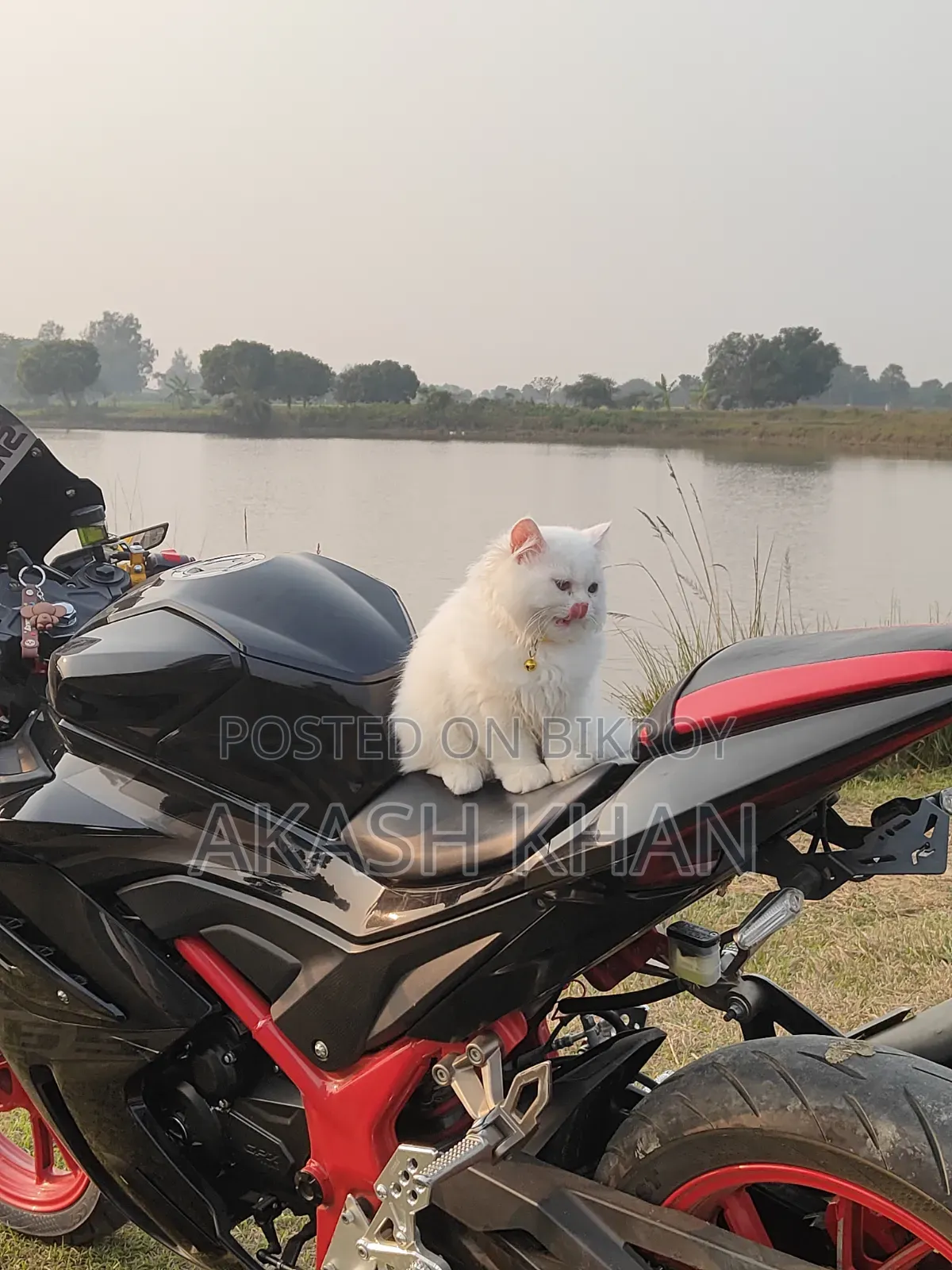 ৬-১২ মাস বয়সি মেইল পিওরব্রেড এক্সোটিক