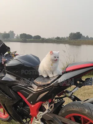 ৬-১২ মাস বয়সি মেইল পিওরব্রেড এক্সোটিক