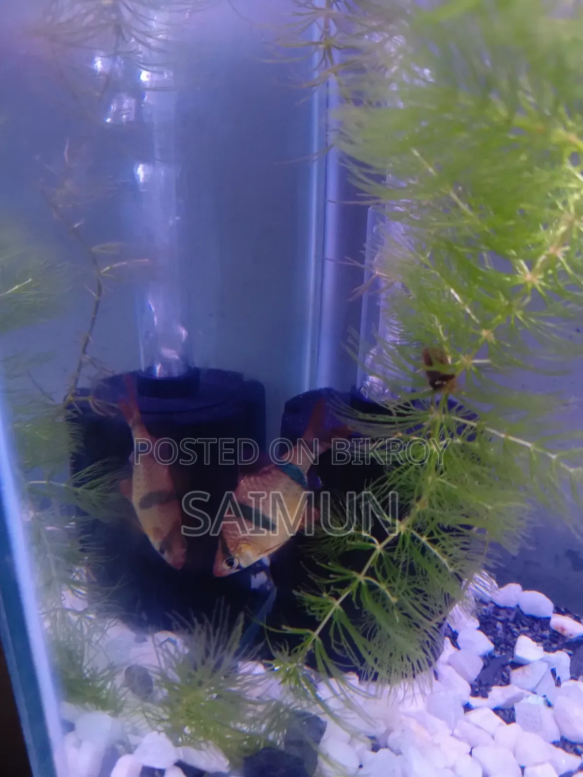 Tiger Barbs Aquarium Fish for Sell (1 Pair)