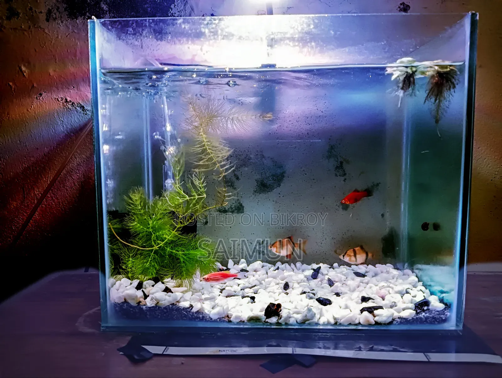 Tiger Barbs Aquarium Fish for Sell (1 Pair)