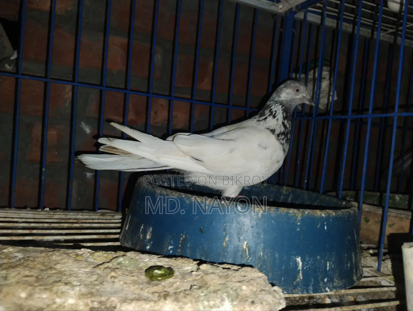 Giribaj Pigeon