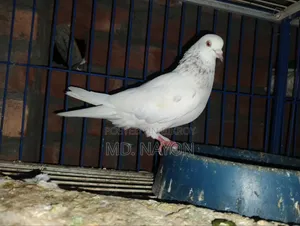 Giribaj Pigeon