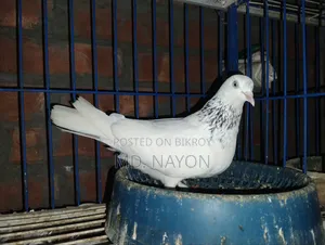 Giribaj Pigeon