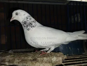 Giribaj Pigeon