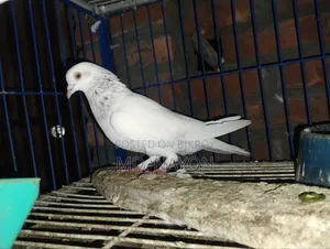 Giribaj Pigeon