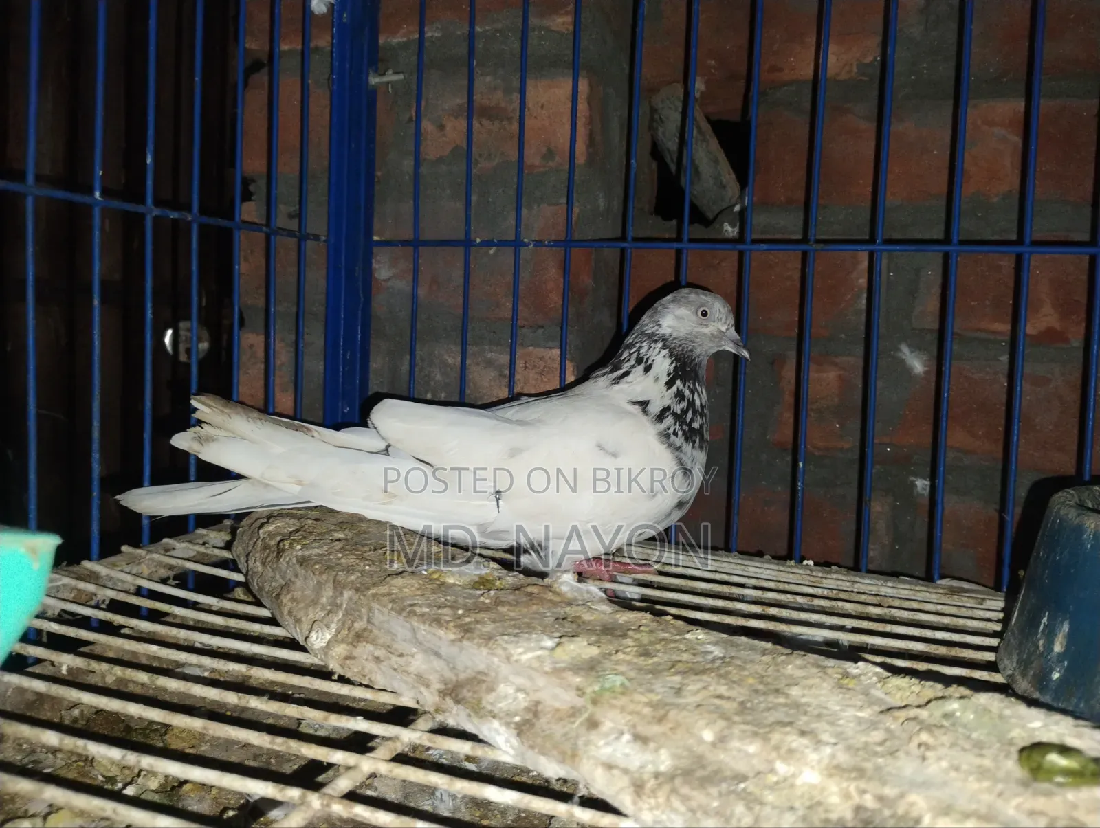 Giribaj Pigeon
