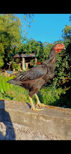 Asil Chicken