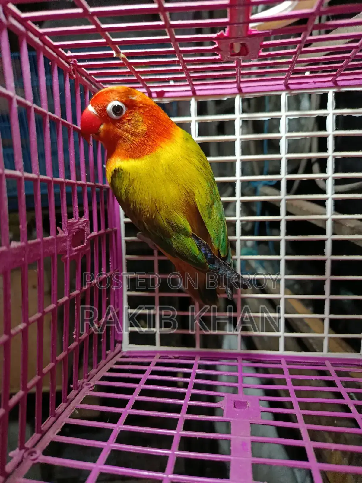 Love Bird - লাভ বার্ড