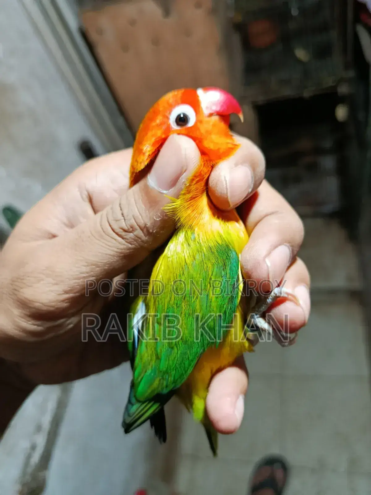 Love Bird - লাভ বার্ড