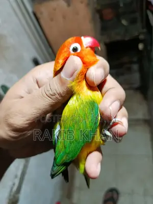 Love Bird - লাভ বার্ড