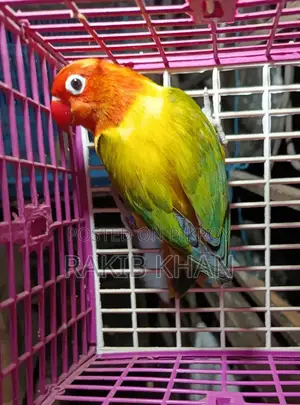 Love Bird - লাভ বার্ড