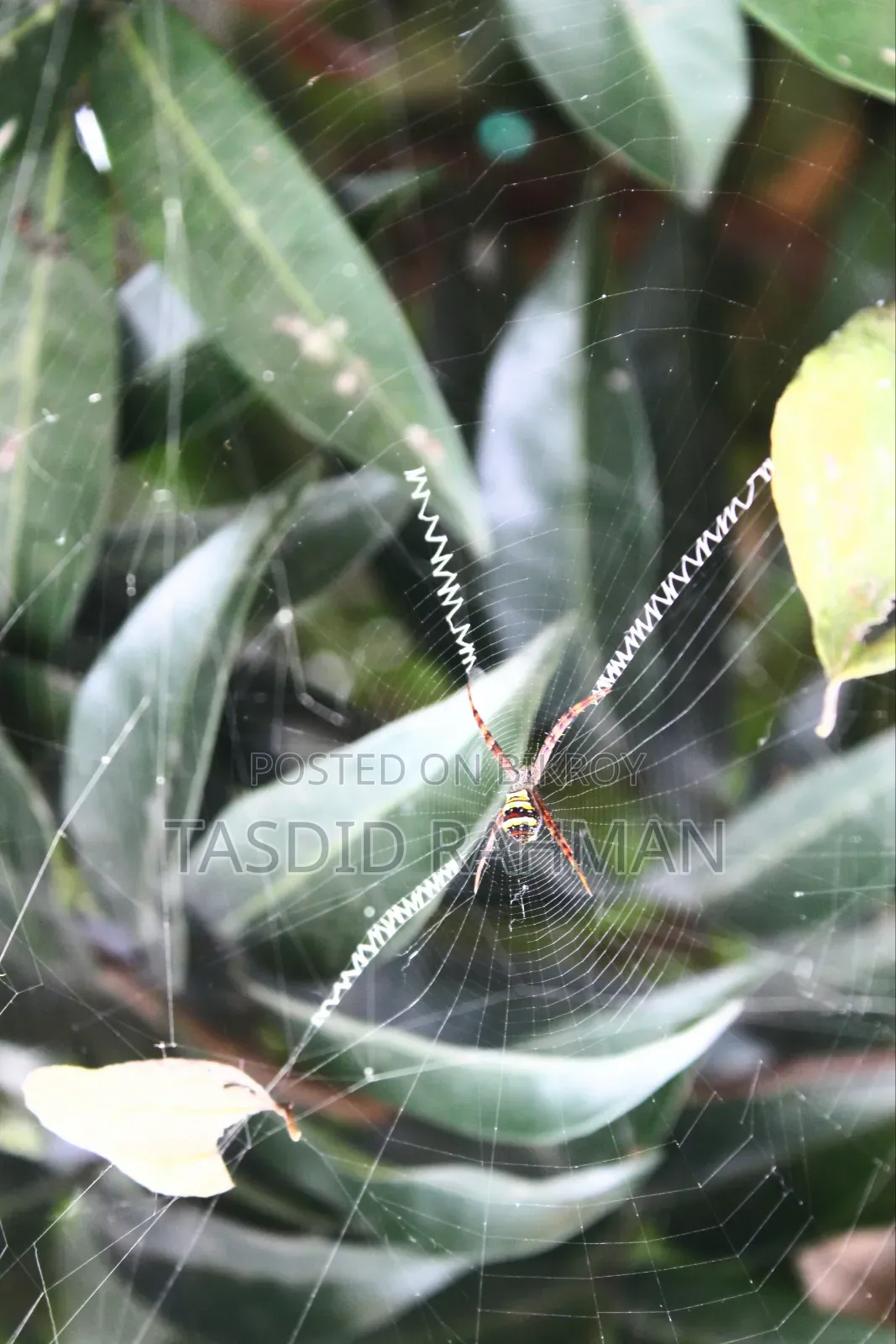 ক্যানন ৭০০ ডি