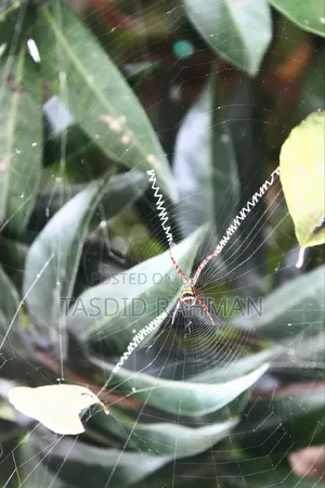 ক্যানন ৭০০ ডি