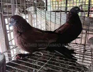 Chila Pigeon