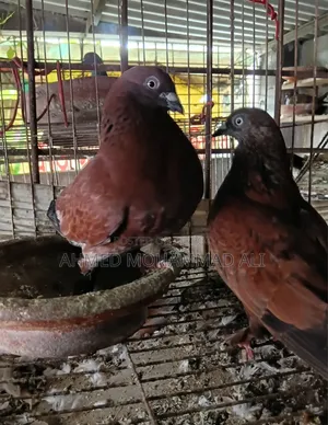 Chila Pigeon