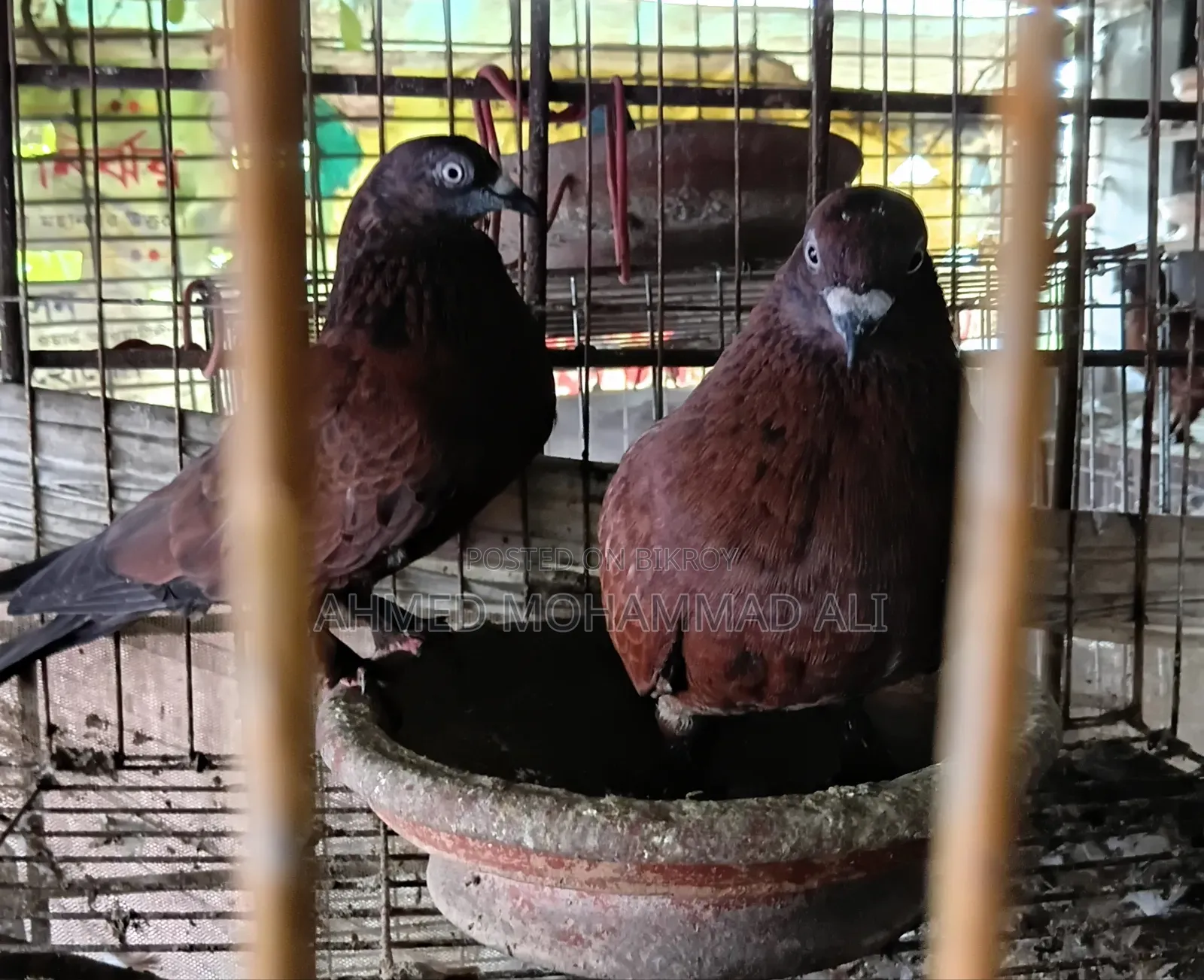 Chila Pigeon