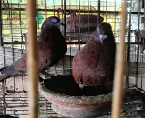 Chila Pigeon