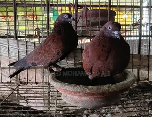 Chila Pigeon