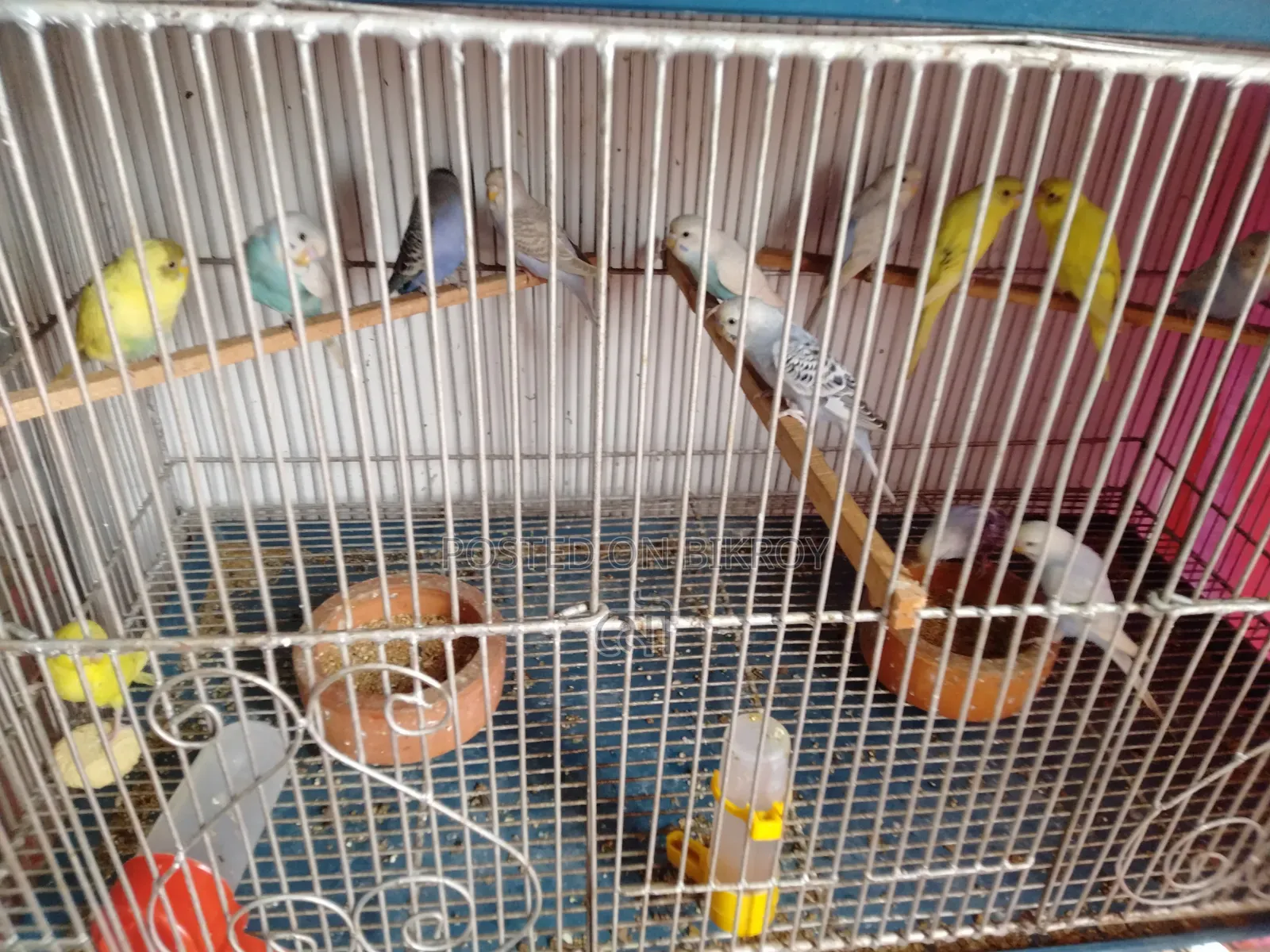 Budgerigar Bird 3 Months Old