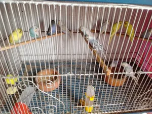 Budgerigar Bird 3 Months Old