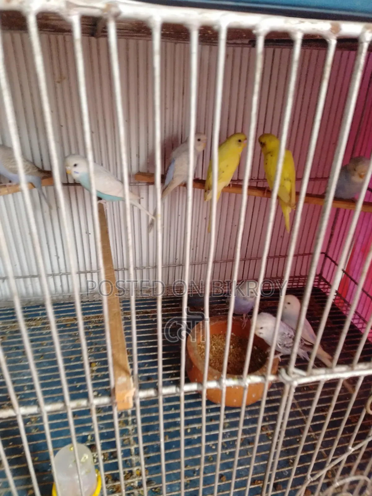 Budgerigar Bird 3 Months Old