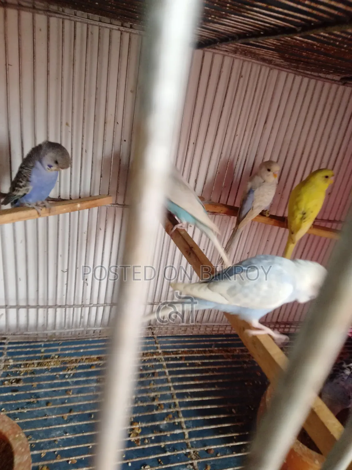 Budgerigar Bird 3 Months Old