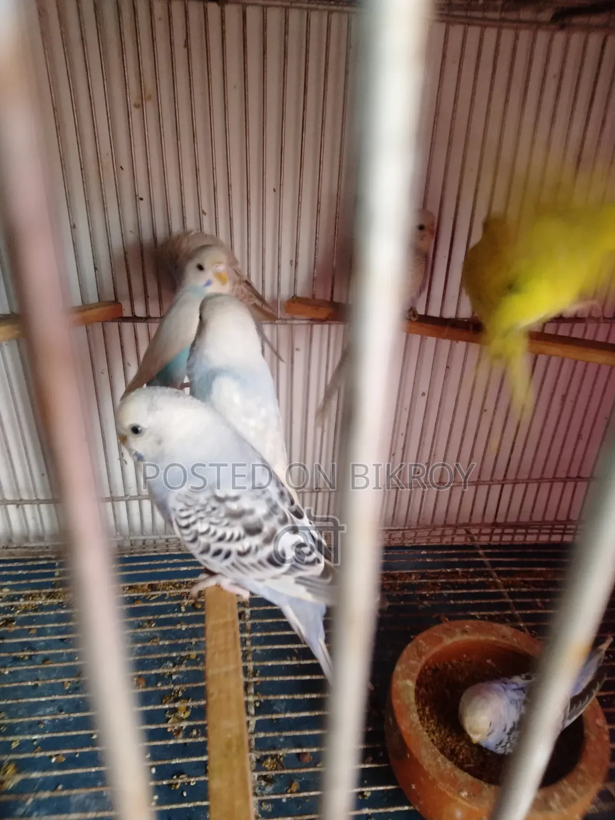 Budgerigar Bird 3 Months Old