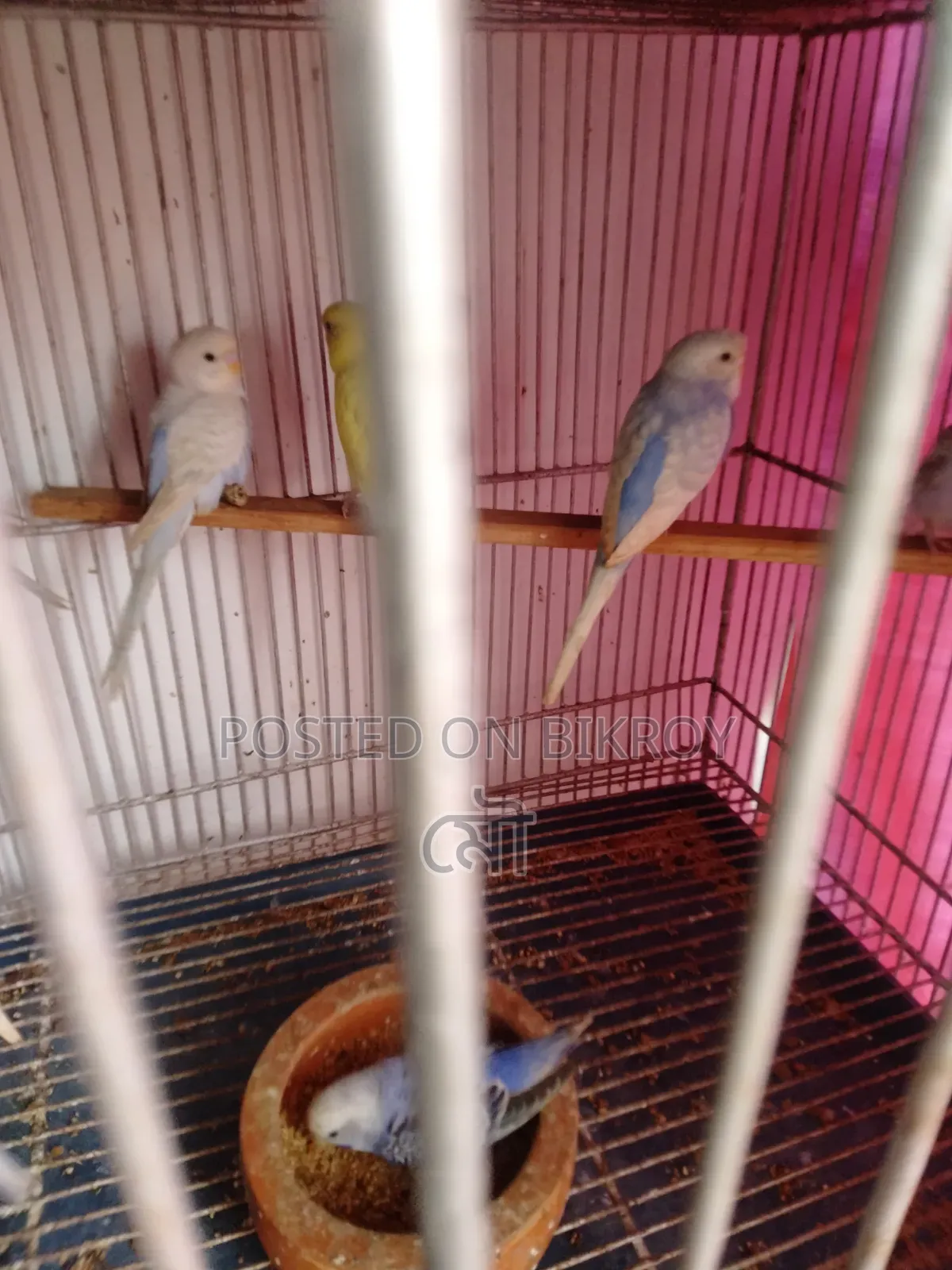 Budgerigar Bird 3 Months Old