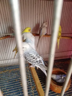 Budgerigar Bird 3 Months Old