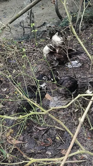 4 Months Old Chinese Duck
