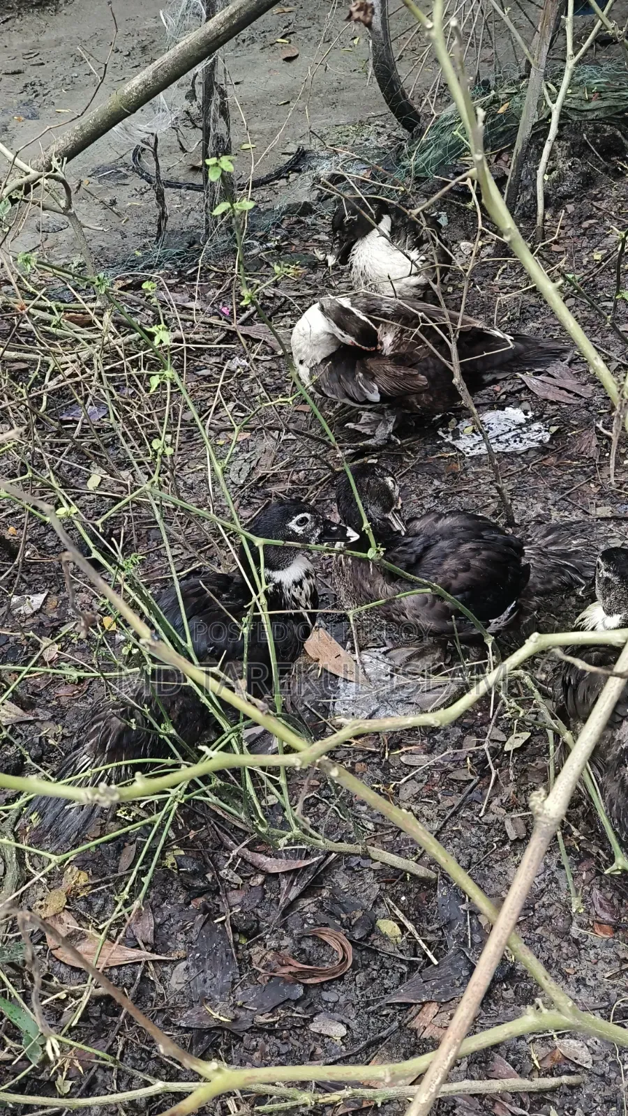 4 Months Old Chinese Duck