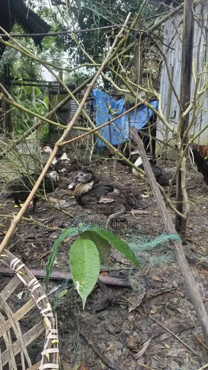 4 Months Old Chinese Duck