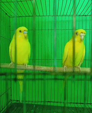 Emergency Red Eye Lutino Budgies Breeding Pair Sale (Master Pair)